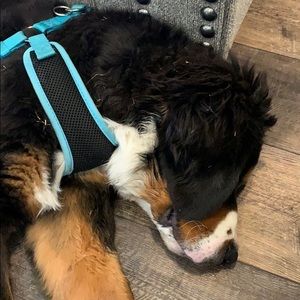 Meet your Posher, Mark